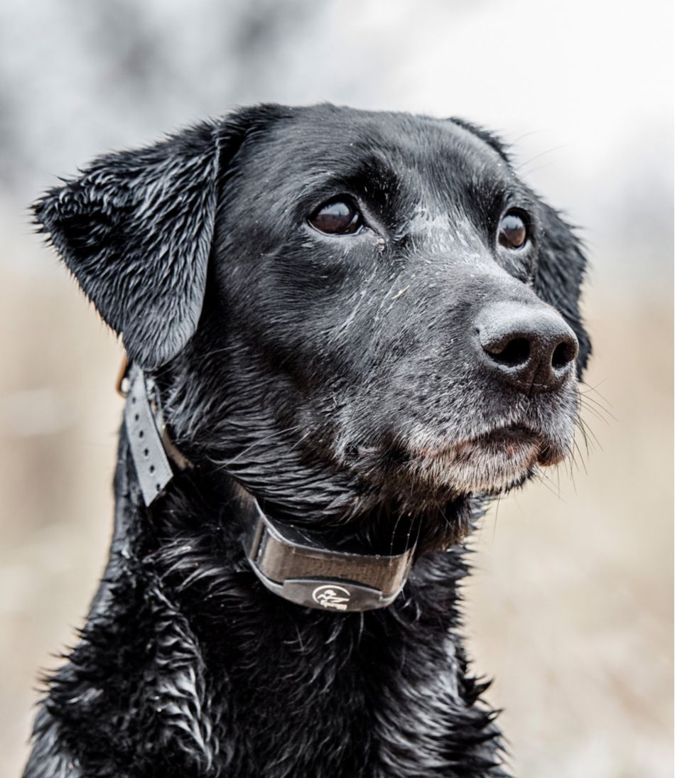SportDOG Yard Trainer 300 L.L.Bean Recommended
